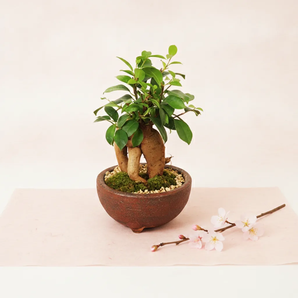 Thoughtful Banyan Plant Gift