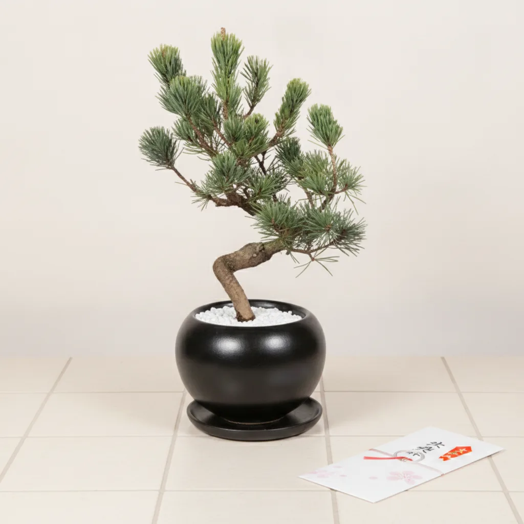Miniature Pinus Parviflora Tree